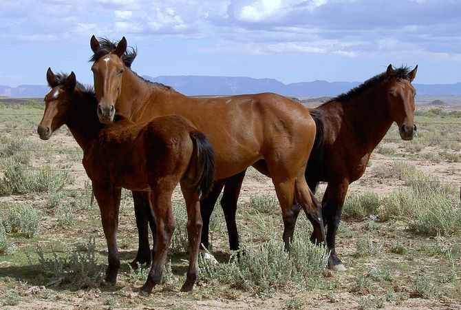 Group of wild mustangs on open land.