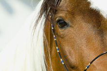 Paint horse looking at observer.