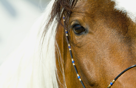 A close-up of a Paint horse's eye.