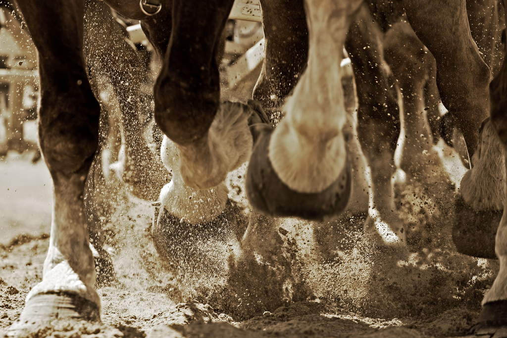 Pros And Cons Are Horse Shoes Necessary For Hoof Health Equimed Horse Health Matters