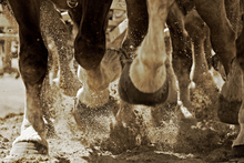 Barefoot horses on sandy beach.