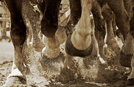 Would these hooves be better off with shoes?