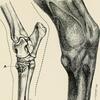 Illustration of bone spavin in a horse's leg joint.