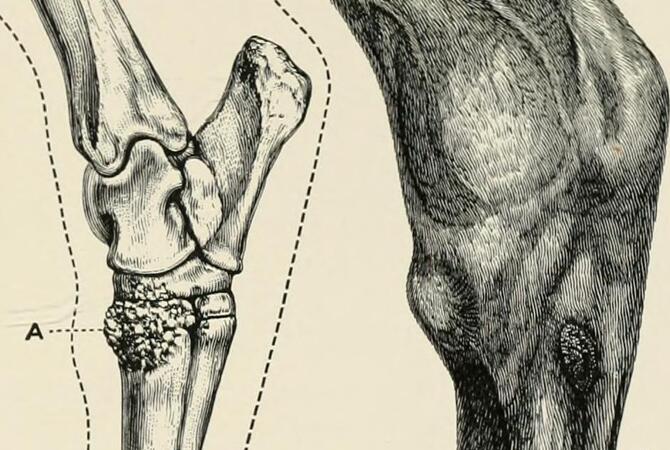 Illustration of bone spavin in a horse's leg joint.