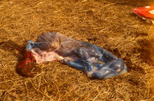 Aborted foal fetus covered by placenta.