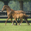 An active mare and foal courtesy of good genetics relative to hoof growth.