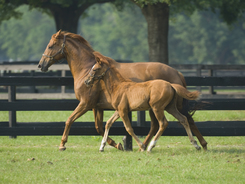 An active mare and foal courtesy of good genetics relative to hoof growth.