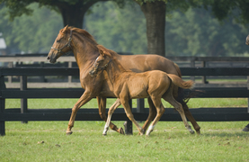 An active mare and foal courtesy of good genetics relative to hoof growth.