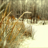 Snow covered field.