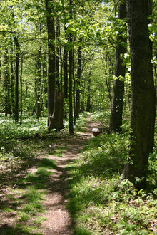 A peaceful dappled sunlit trail through tall trees and lush greenery.