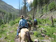 Horses and riders on wilderness trail.