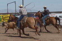 Cowboys engage in sport of team roping.