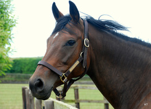 Head shy horse carrying a halter