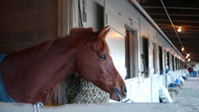 Horse in stall breathing fresh air.