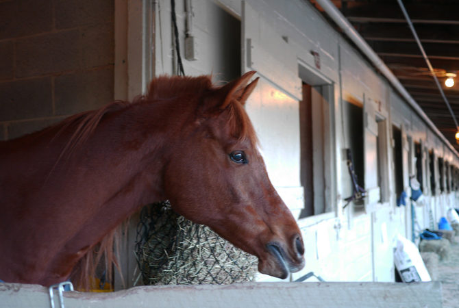 Horse looking out of stall window.