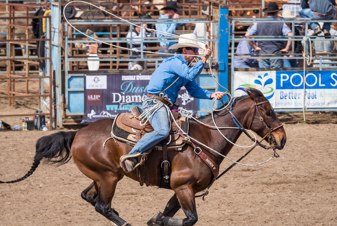 Cowboy and horse engaged in a roping competition.