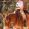 Cowboy riding a mule.