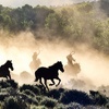 Cowboys rounding up wild horses.