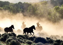 A wild horse round-up.