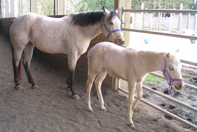 A mare with her young foal in an arena