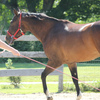 Trainer lunging a horse.