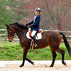 Dressage horse in action