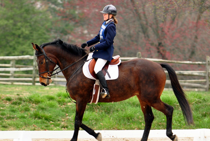 Dressage horse in action