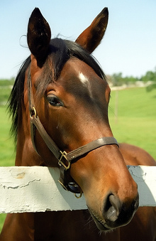Thoroughbred horse looking over fence.