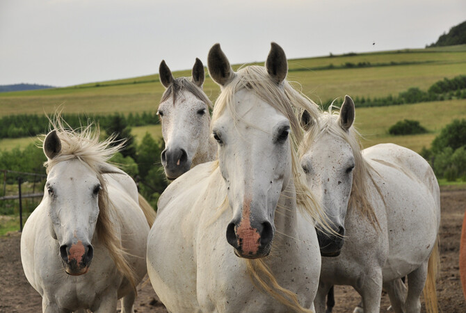 Small herd of White Arabian horses - Note coloring and markings!