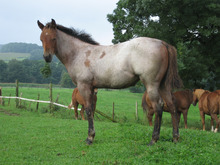 A Red Roan Quarter Horse.