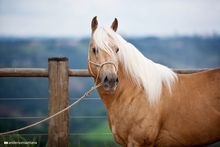 A palomino quarter horse tethered to fenceA palomino quarter horse tethered to fence.