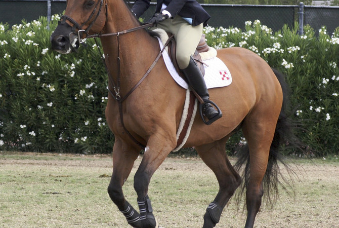 A sport horse in action.