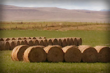 Large round bales of hay - A source of dust and other contaminants.