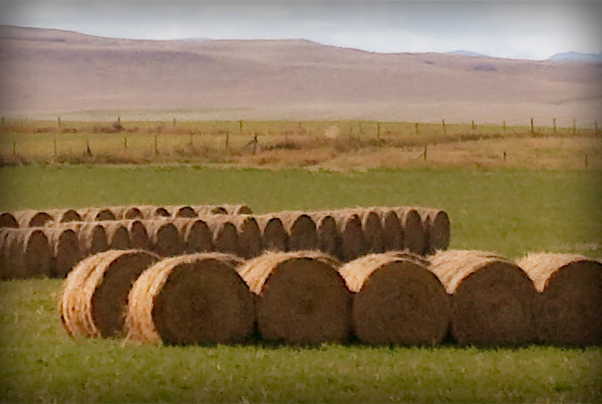 Large round hay bales for horses.