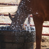 Horse splashing drinking water to cool down on a hot day.