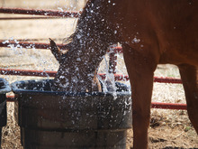 Horse splashing water in his water trough.