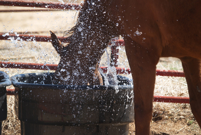 Horse splashing drinking water to cool down on a hot day.