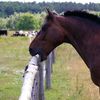 Horse cribbing on a wood fence.