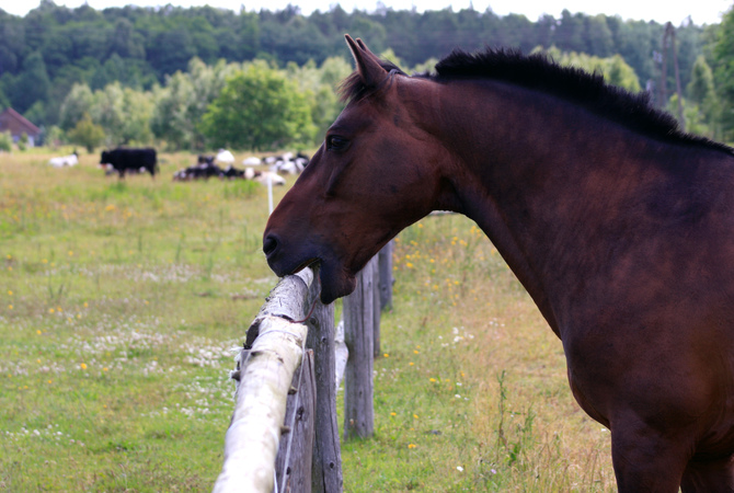 Horse cribbing on a wood fence.