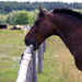 Horse cribbing on a wood fence.