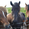 Three horses in a pasture with a barbed wire-topped fence.