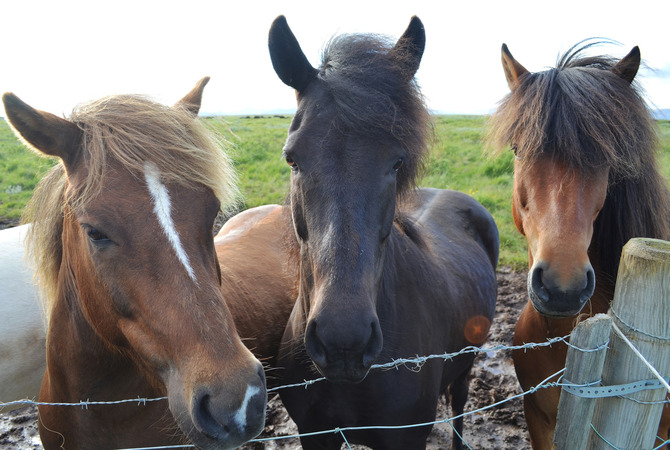 Three horses in a pasture with a barbed wire-topped fence.