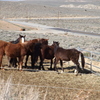 Wild horses on Nevada range.