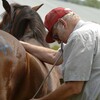 Veterinarian examining a horse in process of making a diagnosis.