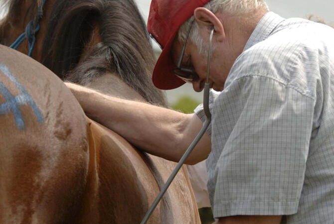 Veterinarian examining a horse in process of making a diagnosis.