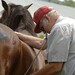 Veterinarian examining a horse.