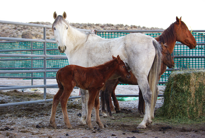 Wild horse family in BLM pen.