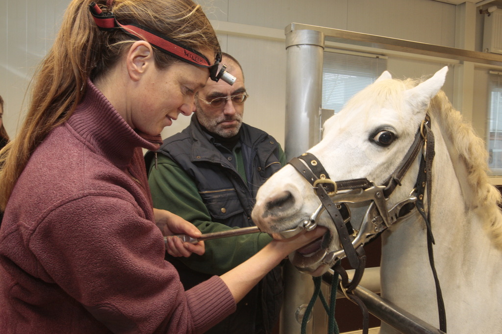 The Cost of Resedation (“Topping Up”) in Equine Power Dentistry