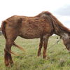 Horse with advanced case of Cushing's Disease (PPID) grazing in pasture.