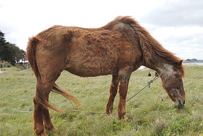 Horse with Cushing's disease.